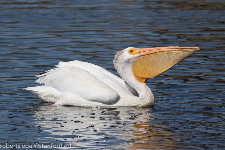 emily renzel wetlands